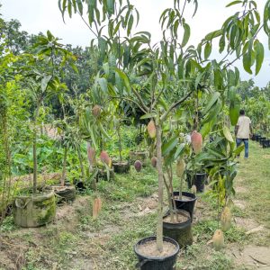 দেশি-বিদেশী গাছ